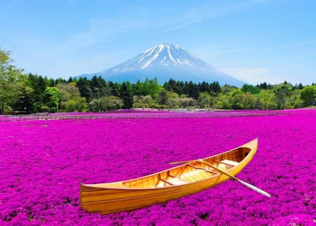 Celebrate Spring and Summer 2022 with Flower Festivals and Gorgeous Gardens Near Mt. Fuji