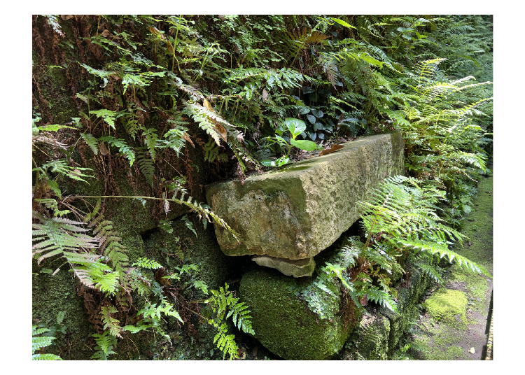 You'll find loose bricks in different places throughout your walk and lively ferns that have taken up residence in their sturdy grooves
