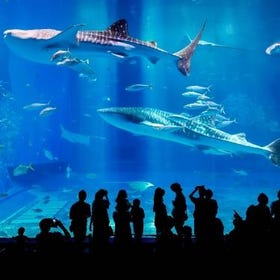 Churashima Okinawa Bus Day Tour
Details & Bookings ▶
(Image: Klook)