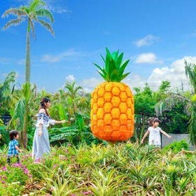 Nago Pineapple Park E-Tickets
Details & Bookings ▶
(Image: Rakuten Travel Experiences)