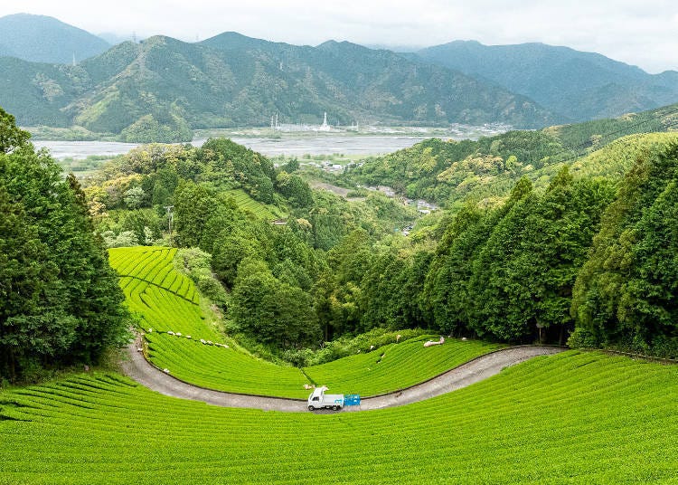 A view of Ihachi Nouen in late April, when new tea leaves are harvested.