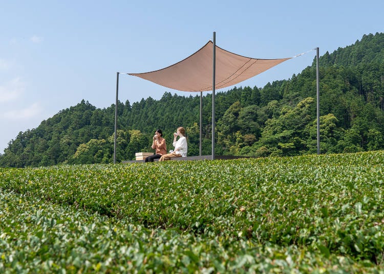 お茶を身近に！その2 天空のティーテラスでお茶を飲む