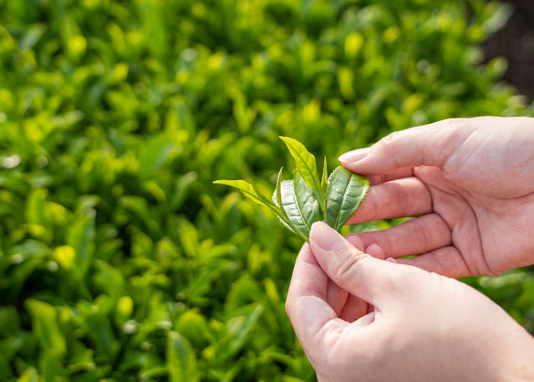 The Shizuoka Tea-Picking Experience: Learn All About Japan's Tea Culture