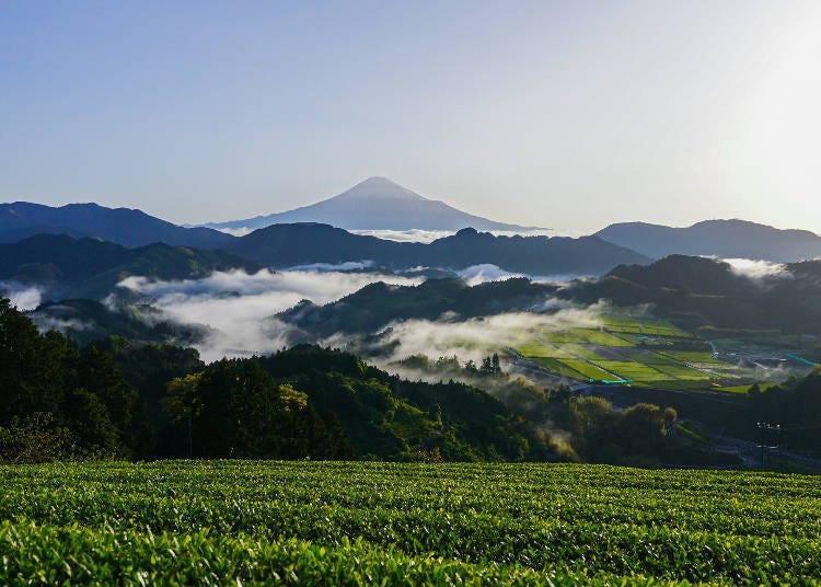 A lovely view of Mt. Fuji and the tea plantations in central Shizuoka's Suruga region. (Photo taken during late April harvest season from Mt. Yoshiwara in Shimizu Ward, Shizuoka City. Landscape will vary by season, time, and weather.)