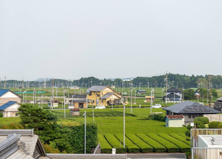 Shizuoka's vast tea plantations
