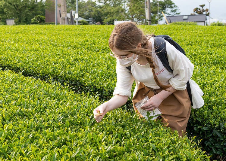 shizuoka tea plantation tour