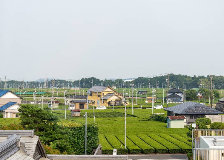 茶畑が広がる