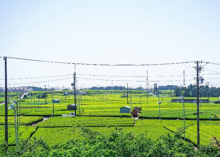 전망 테라스에서 마키노하라다이치와 차밭이 보인다.