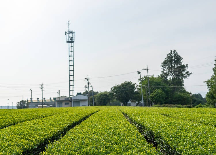 富士之國茶之都博物館開放採茶體驗的茶園