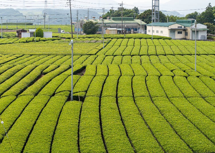 靜岡茶品種多多，哪幾款推薦呢？