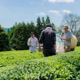 Visit an Organic Tea Farm in Japan (3-hour tour)