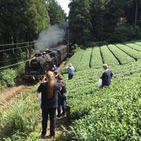 Authentic Japanese Tea Tasting at a Tea Plantation in Shimada