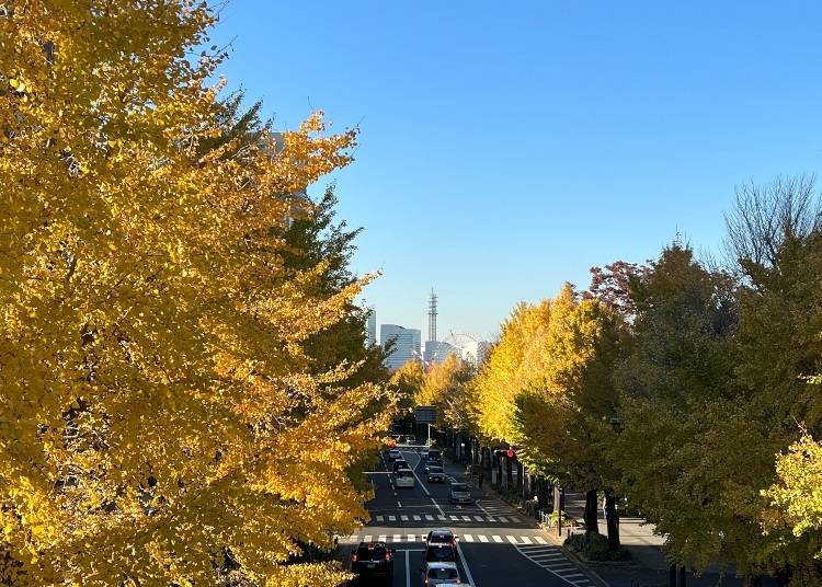 In autumn, the rows of gingko trees in front of Yamashita Park turn golden colors