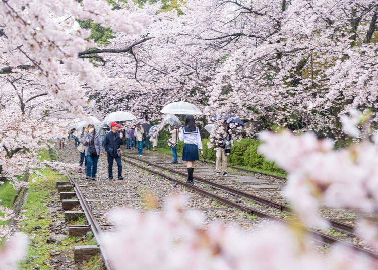 Cherry blossoms blooming along the Keage Incline in Kyoto City. (Credit: Travelpixs / Shutterstock.com)