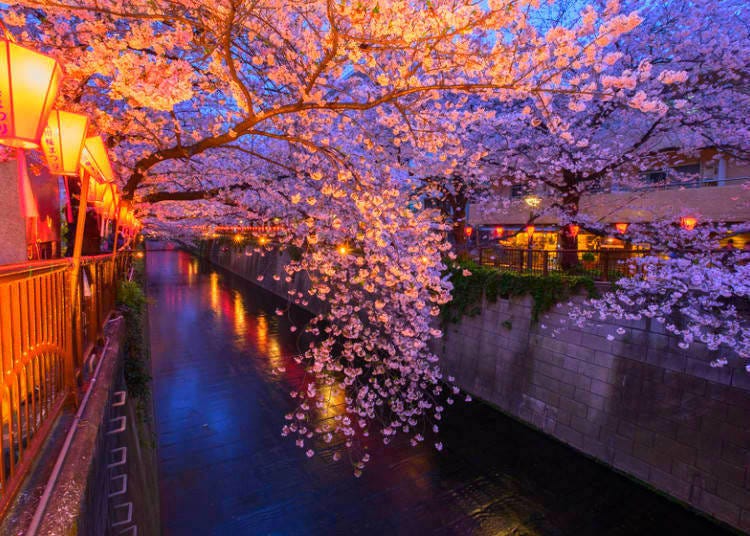 Cherry blossoms blooming along the Meguro River in Tokyo.