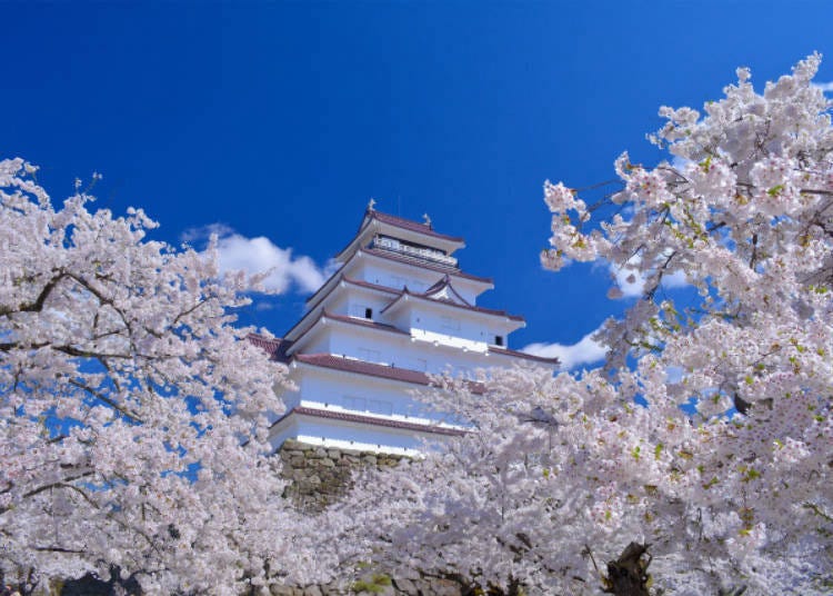 Cherry blossoms framing Tsuruga Castle in Fukushima's Aizu-Wakamatsu City.