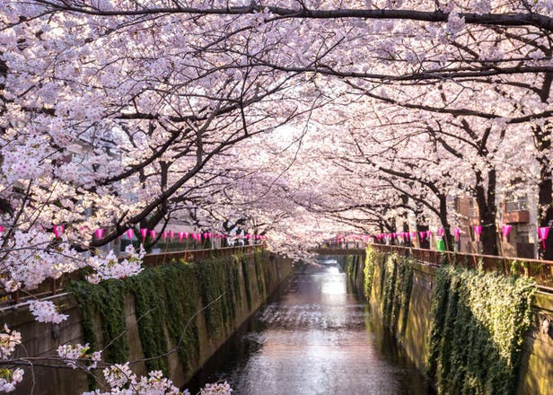 日本賞櫻住宿精選！各地賞櫻景點＆附近熱門住宿推薦