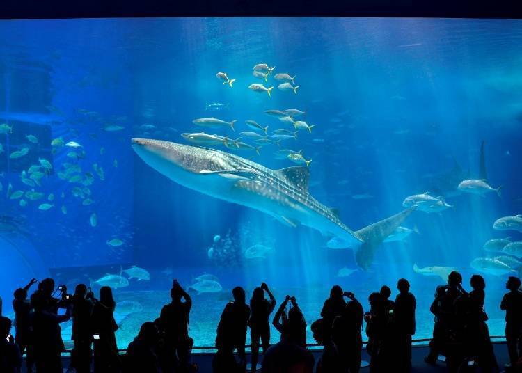 沖縄秋のおすすめ その1：沖縄美ら海水族館（沖縄県本部町）