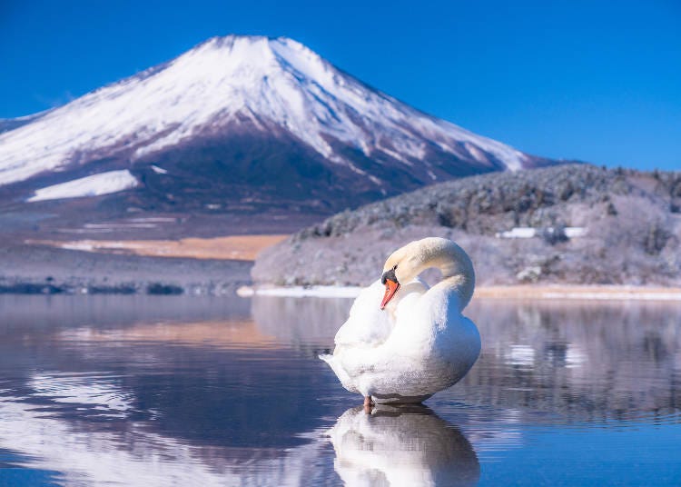 Mt. Fuji and Lake Yamanaka in winter (Image: PIXTA)