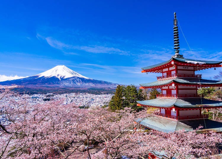 Sakura in spring at Arakurayama Sengen Park (Image: PIXTA)