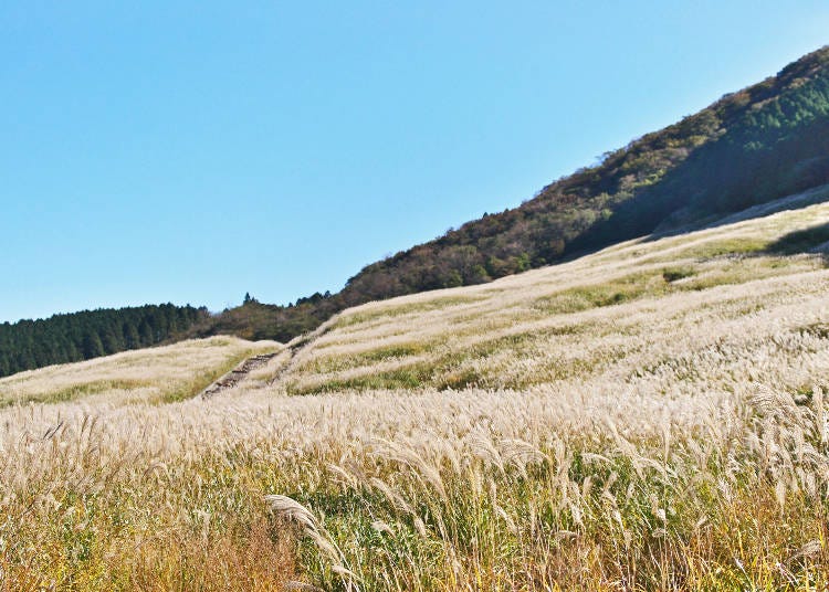 秋季時的金黃芒草原是仙石原最著名的美景　圖片來源：PIXTA