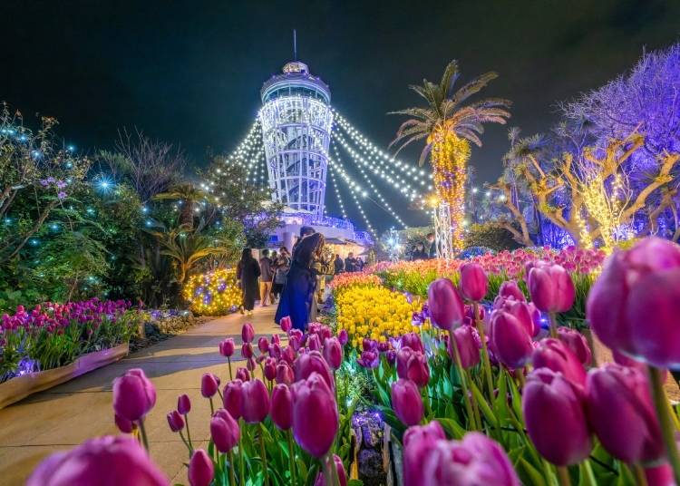 Tulips blooming around the Enoshima Sea Candle observatory (Photo: PIXTA)
