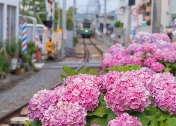 若在梅雨季拜訪鎌倉，就可以沿著江之電軌道欣賞美麗的紫陽花。（圖片來源：PIXTA）