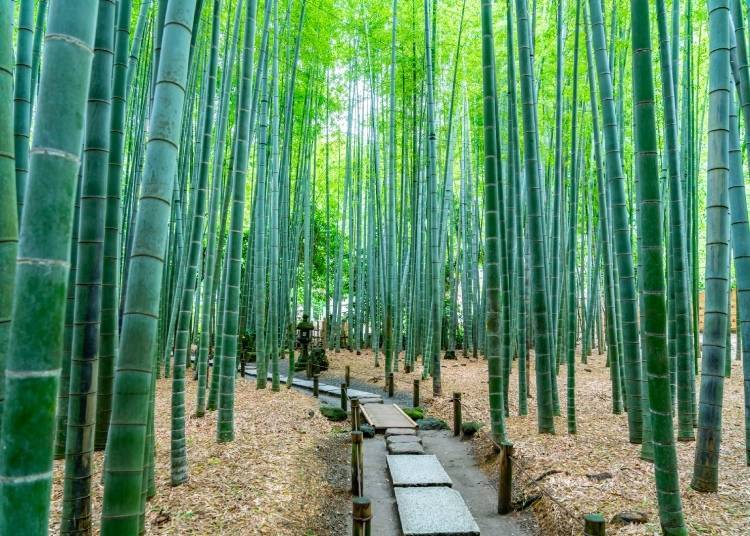 鎌倉的魅力之一是寧靜的寺廟和寧靜的竹林（圖片來源：PIXTA）