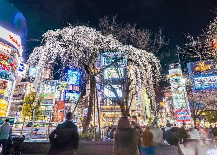 澀谷十字路口附近的櫻花和八公雕像　照片素材：PIXTA