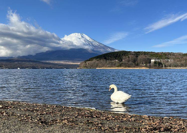 ■富士山の麓にある山中湖の基本情報