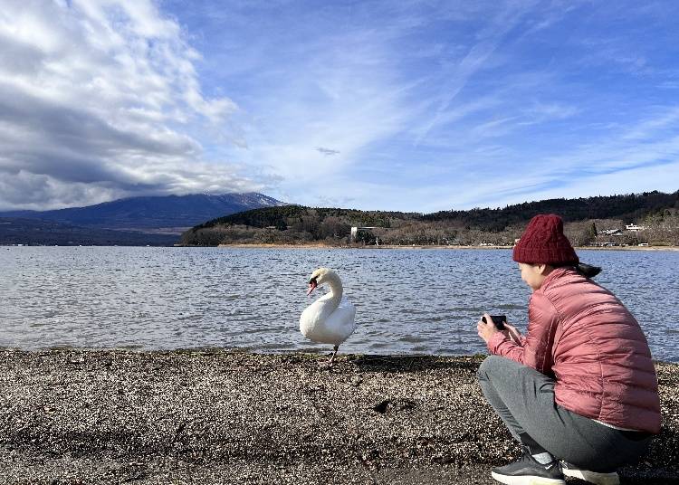 ▶宿の前の湖畔散歩中に、山中湖のシンボル「白鳥」を発見！