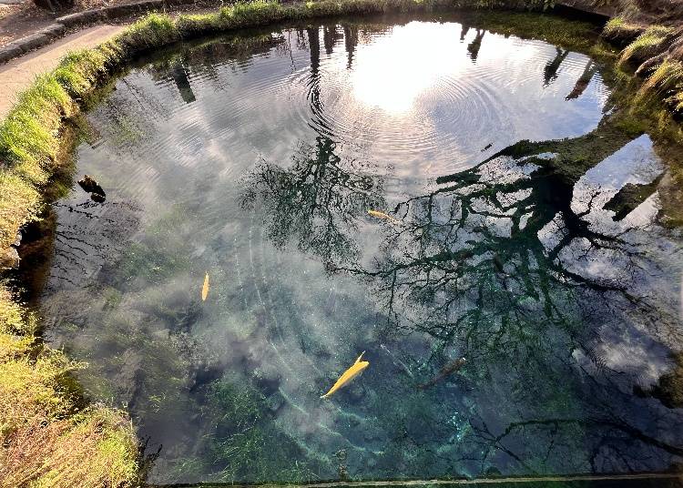 ▶写真は五番霊場「湧池」です。