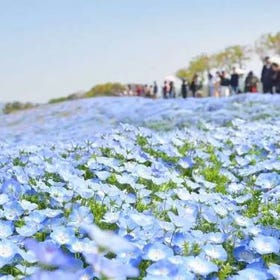 5 Gorgeous Flower Fields in Kansai To Visit in Spring (Hyogo, Osaka, Shiga Prefectures)