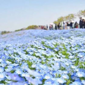 春に行きたい関西の絶景花畑【兵庫・大阪・滋賀】