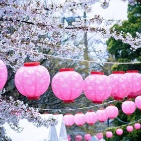 櫻花祭不只能賞花？日本「櫻花祭」知識百科＆認識日本全國10大知名櫻花祭！