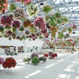 HANA・BIYORI New Sensation Flower Park
▶Reserve Tickets Now
Photo credit: KLOOK