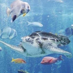 箱根園水族館門票
▶立即訂票
圖片來源：KLOOK