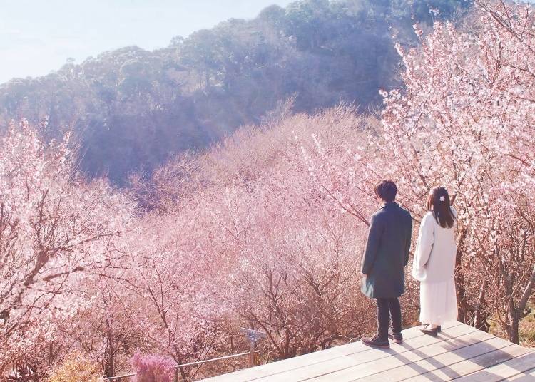 Surround yourself with beautiful blossoms at ACAO FOREST SAKURA BLOOMING