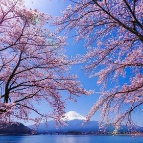 Mt. Fuji Sakura & Ropeway & Fruit Picking Oshino Hakkai from Tokyo