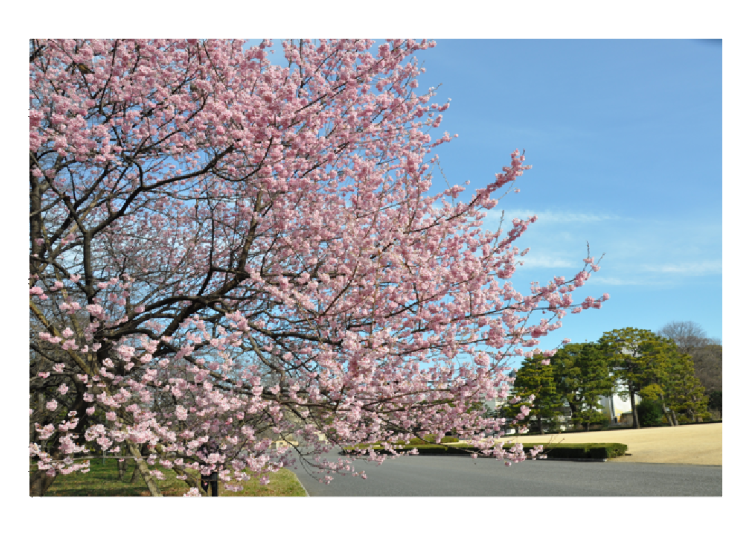 搶先賞櫻啦！東京皇居周邊梅花、早開櫻花景點＆行程介紹