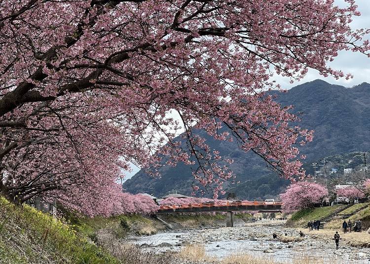 Early Spring in Kawazu: Enjoy cherry blossoms along the Kawazu River