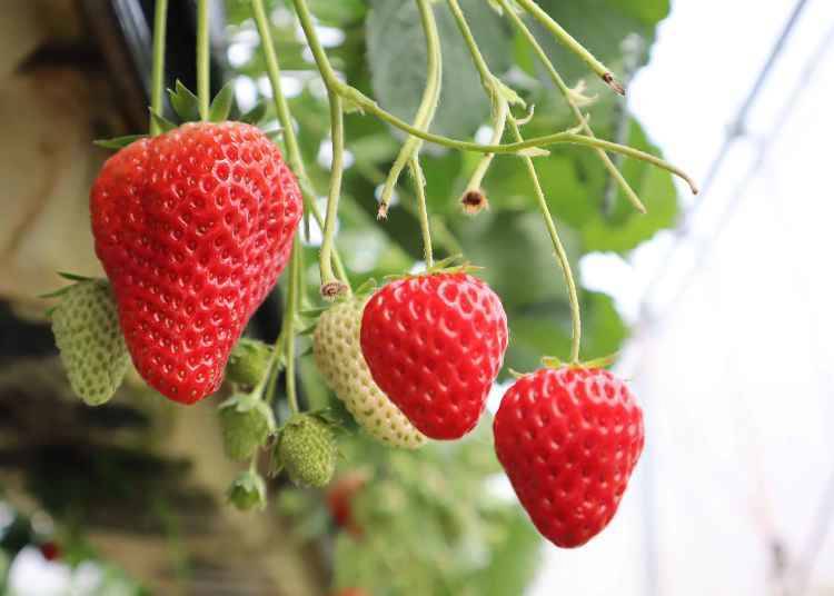 Savor early spring by picking strawberries at Ota Farm