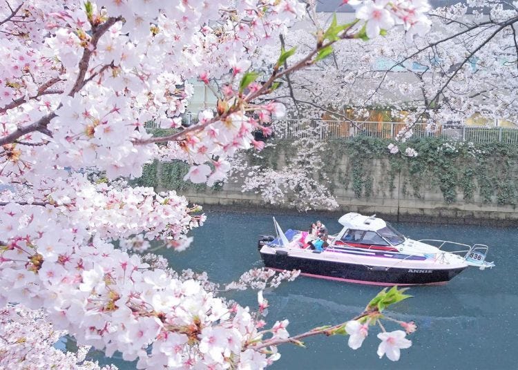 Sailing Through Sakura: One-of-a-kind Tokyo Cherry Blossom Events