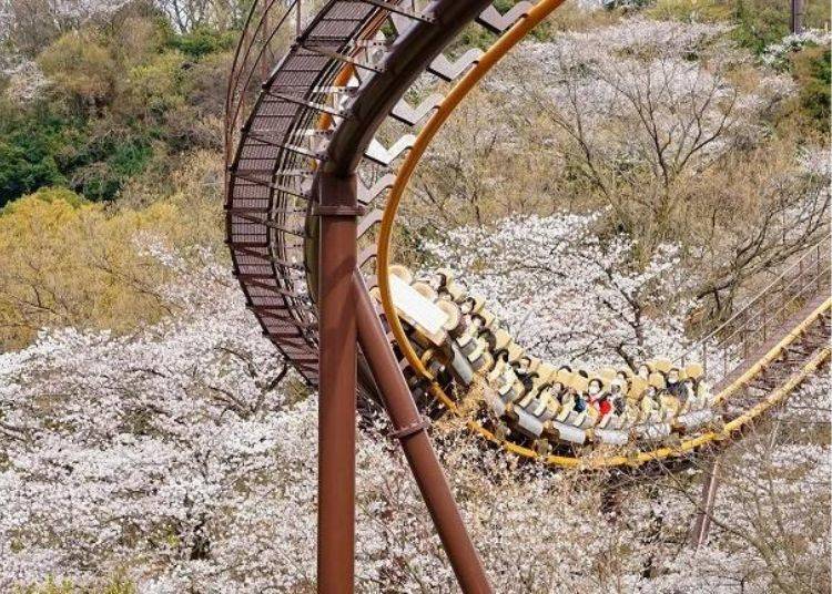 The Bandit, transformed into a limited-time only Hanami Coaster (picture from last year)