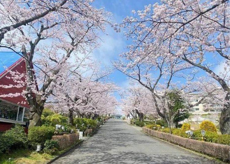 Sakura Namiki, the 180m-long Cherry Blossom Tunnel, is just as beautiful during the day! (Picture from last year)