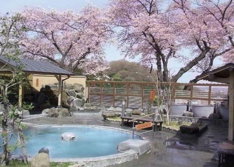A hot spring hanami from Yomiuriland's open air bath, Oka no Yu. (Picture from past years)