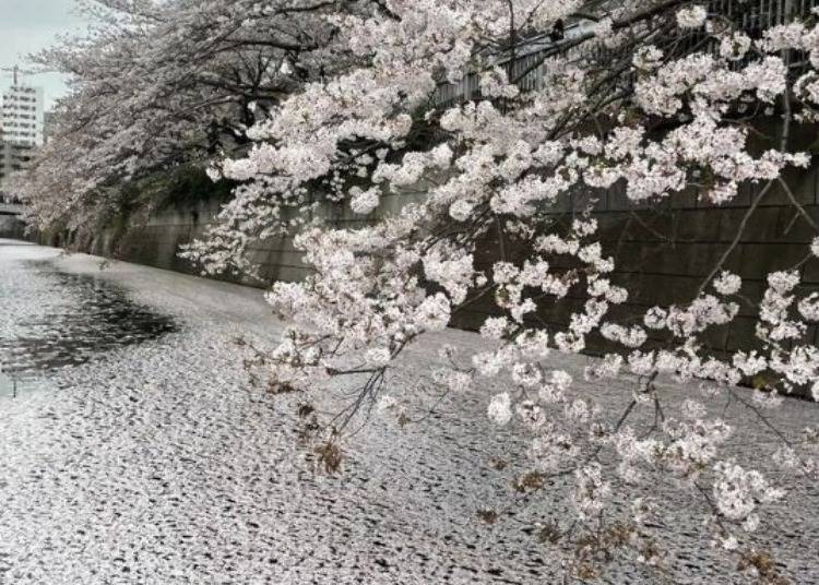 Sakura petals blanket the water's surface, known as a 'flower raft' in Japanese.