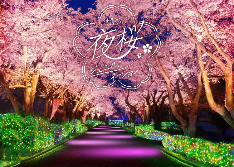 Nighttime Sakura Jewellumination (Image for reference)