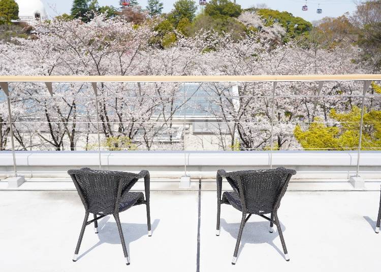 Cherry Blossoms Viewed from the Hanami Terrace (Last Year’s Event)