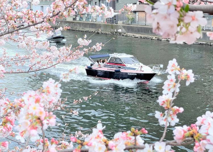 2. Cherry Blossom Viewing on the Water with a Glass of Premium Sparkling Wine – Meguro River Hanami CHANDON Cruise